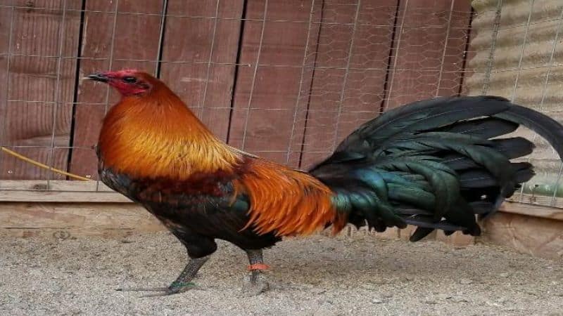 Vẻ đẹp và thần thái của gà Peru