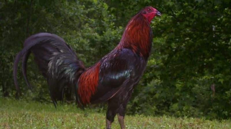 Kỹ thuật nuôi dưỡng gà Peru đạt chuẩn