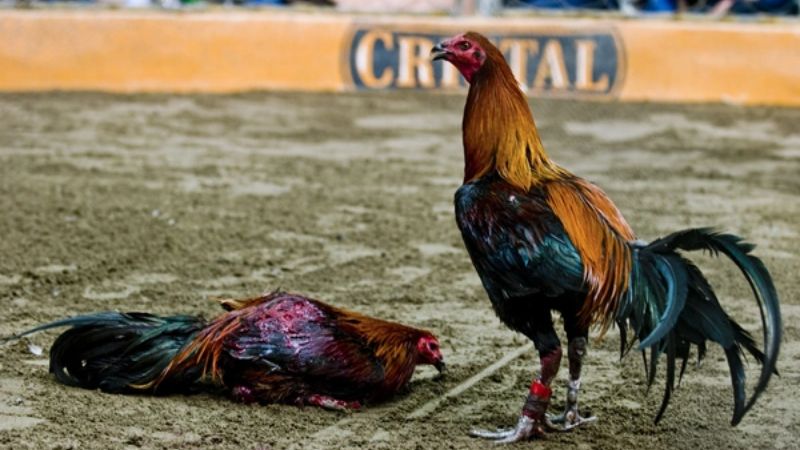 Nguồn gốc và lịch sử phát triển gà Peru