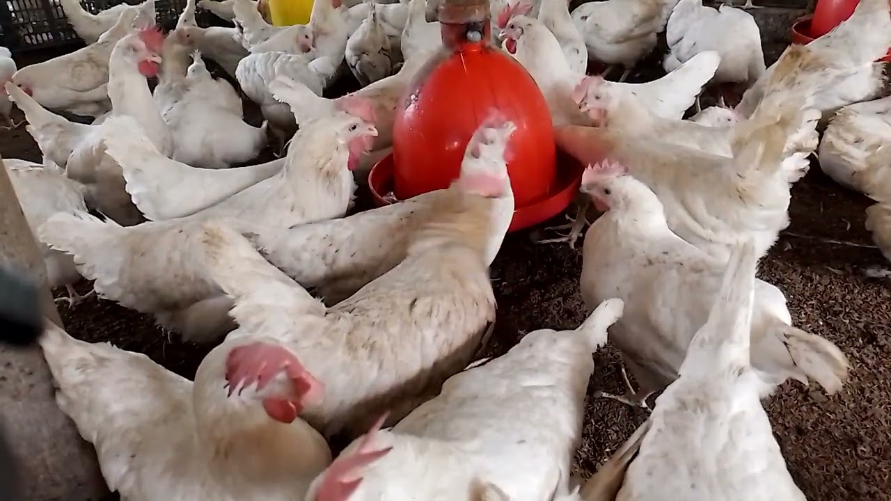 KỸ THUẬT LỰA CHỌN GIỐNG GÀ AI CẬP SIÊU TRỨNG NHẰM TRÁNH MUA PHẢI GÀ TRỐNG